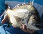 Fisherman Josh's Avatar