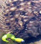 chris lemess's Avatar