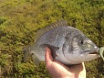 Fishigan's Avatar