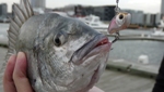 UrbanAngler's Avatar