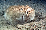 StargazerFish's Avatar