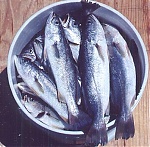 trout bucket's Avatar