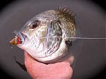 Bass1's Avatar