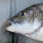 plasticlova's Avatar