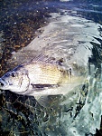 Granny's Avatar