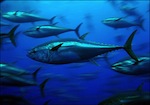fishandfly90's Avatar