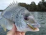 Fishon1's Avatar