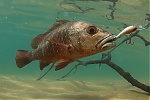 bream15's Avatar